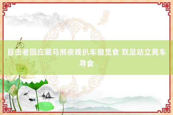 目击者回应藏马熊夜晚扒车窗觅食 双足站立晃车寻食