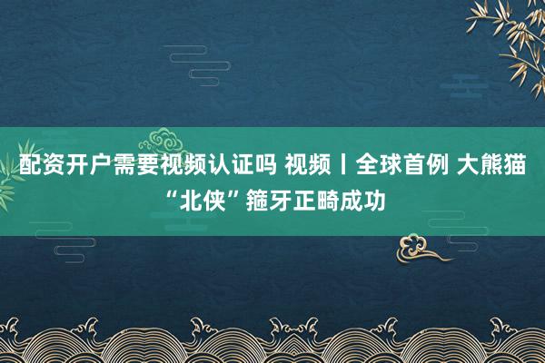 配资开户需要视频认证吗 视频丨全球首例 大熊猫“北侠”箍牙正畸成功
