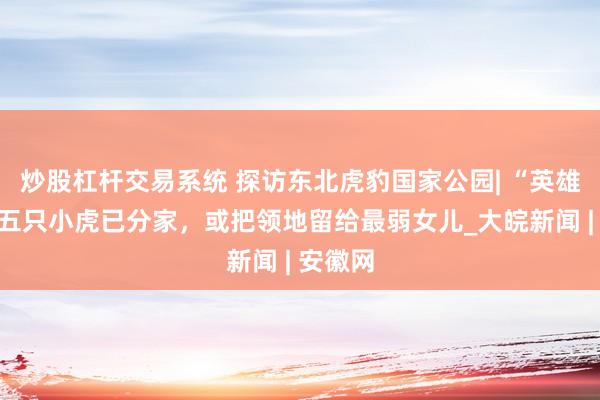 炒股杠杆交易系统 探访东北虎豹国家公园| “英雄虎妈”五只小虎已分家,或把领地留给最弱女儿_大皖新闻 | 安徽网